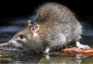 What is the main method of rodent control