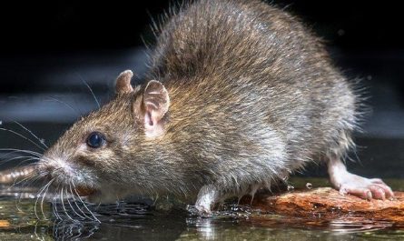 What is the main method of rodent control