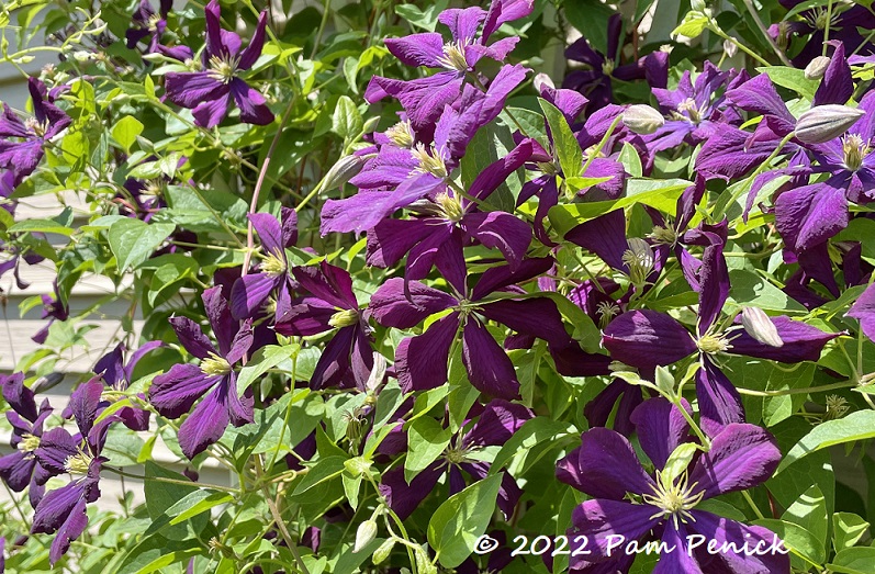 Constellations of clematis at Janet Aaberg Garden
