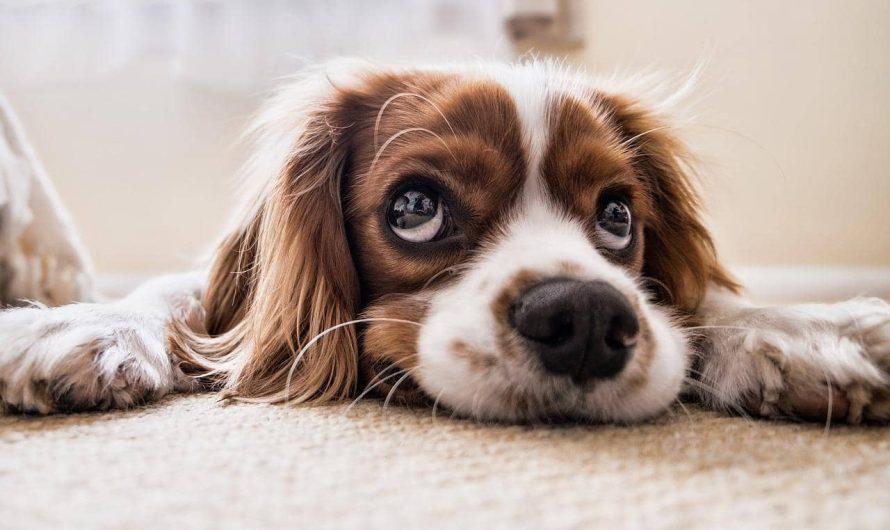 Are Pest Control Services Safe For My Pets?