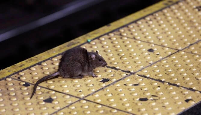 Rats And Pittsburgh Restaurants: A Dangerous Situation
