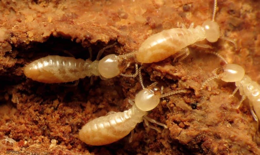 How To Identify Termite Activity In Your Pittsburgh Home