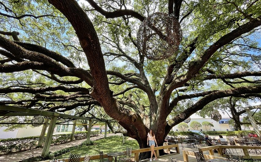 Enormous live oaks wow at Becks Prime in Houston