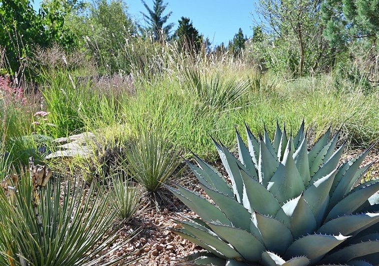 Beautiful flora and fauna at Santa Fe Botanical Garden