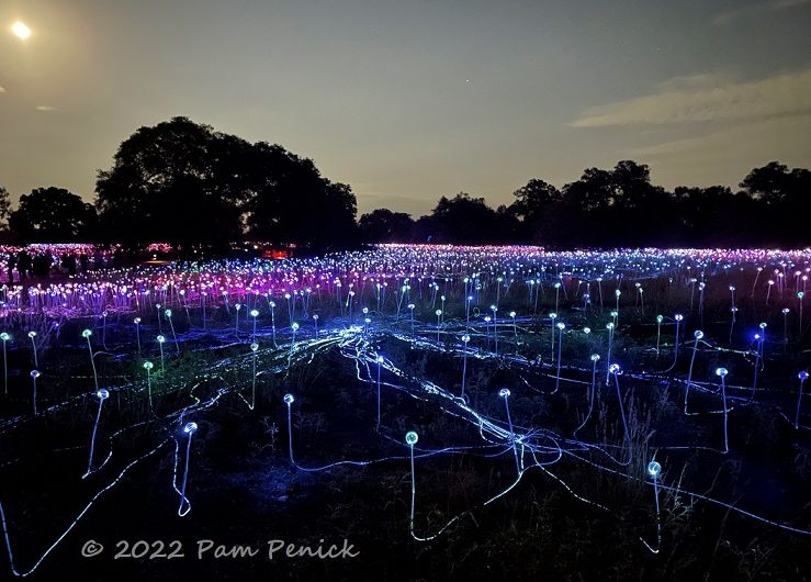 Field of Light by Bruce Munro glows at the Wildflower Center