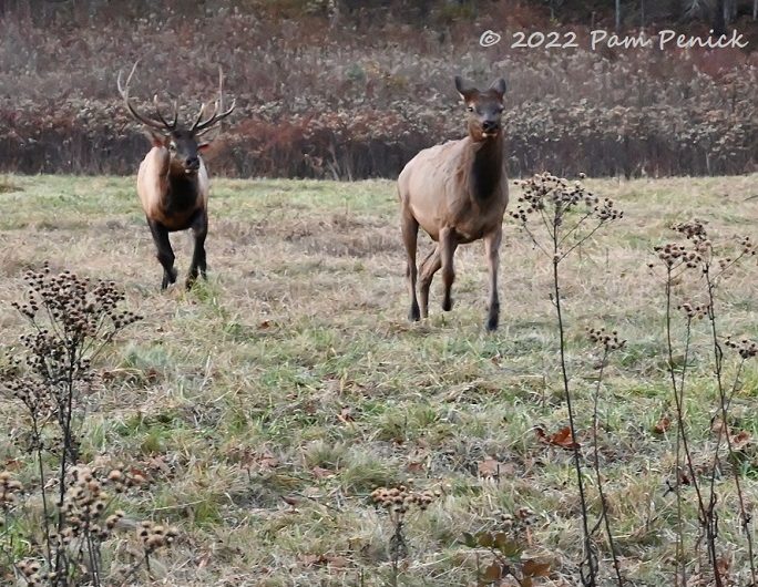 Elk watching in Cataloochee Valley