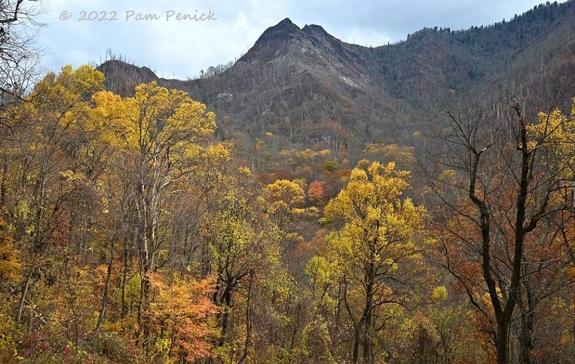Golden trees and black bears in Great Smoky Mountains and Cades Cove