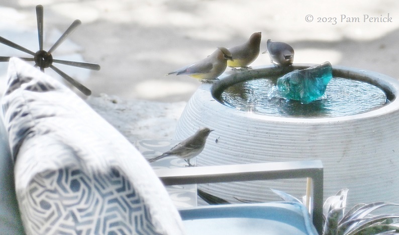 Thirsty cedar waxwings come in for a drink